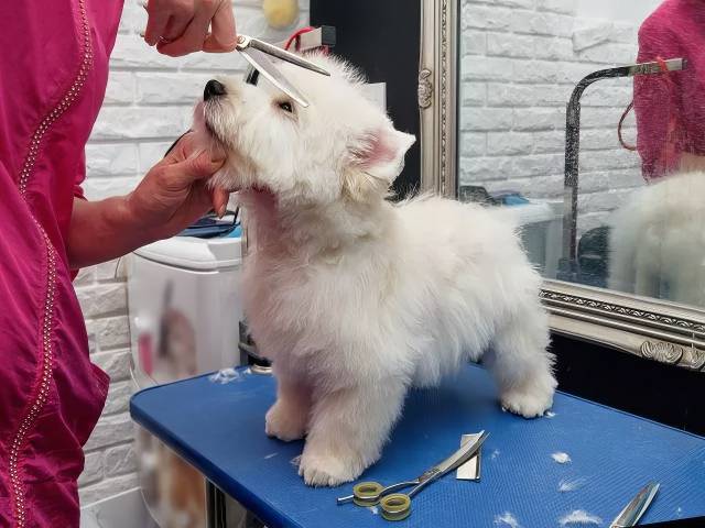 About The Dog House